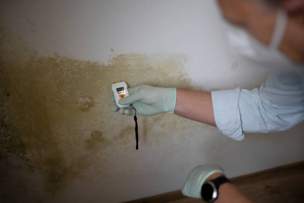 Attic Mold Removal in Clifton Heights, PA